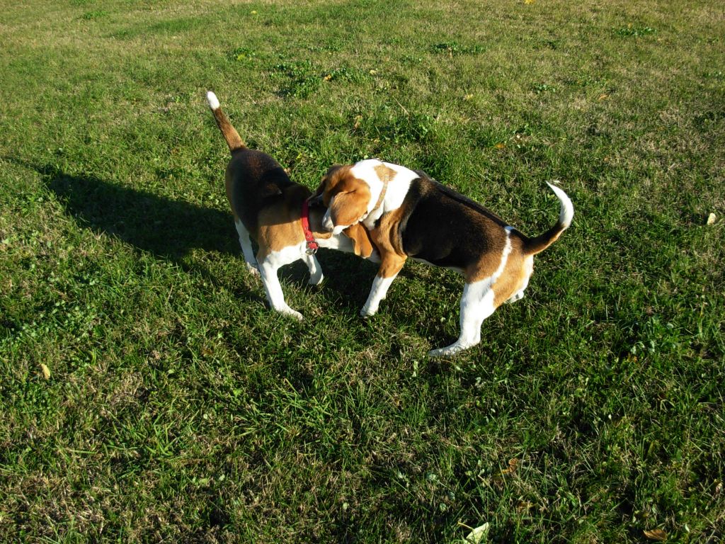 Teo e Nike